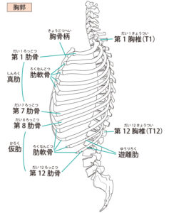 反り腰のお悩みは意外に多いですよね 札幌 整体 手結整体